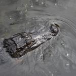 OTRA2014_1581 (September 03, 2014)